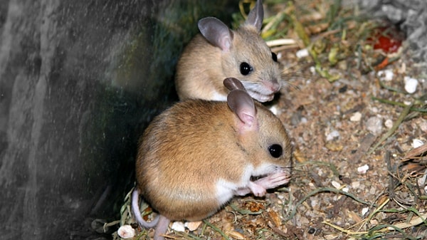 7. Самцы австралийских сумчатых мышей погибают после спаривания, истратив все силы