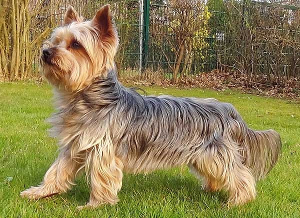 Йоркширский терьер