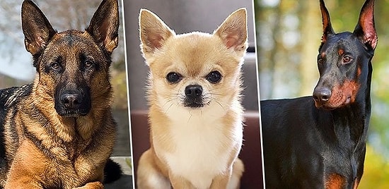 Тест: Какой породы собакой вы бы были, если судить по знаку зодиака?