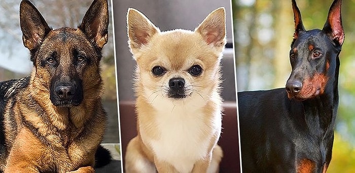 Тест: Какой породы собакой вы бы были, если судить по знаку зодиака?