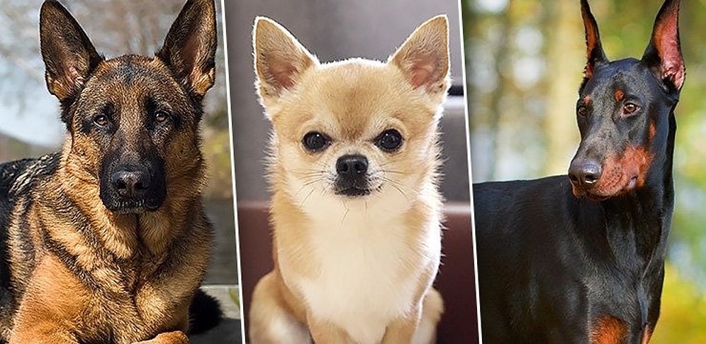 Тест: Какой породы собакой вы бы были, если судить по знаку зодиака?