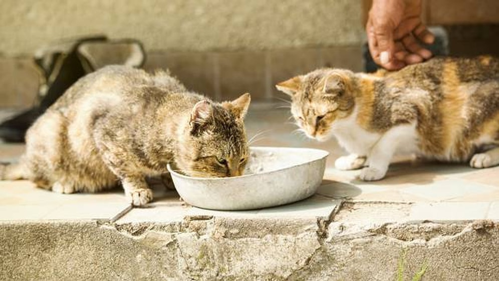 Kötü Haberler Bitmiyor! Avustralya'nın 2 Milyon Kediyi Öldürme Kararını Bu Yıl Uygulayacağı Doğru mu?