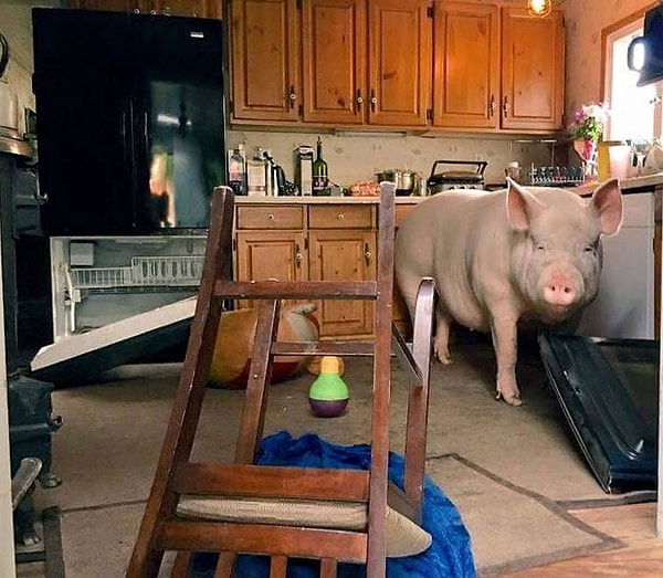 9. Дженкинс отмечает, что Эстер - невероятно умная свинья.