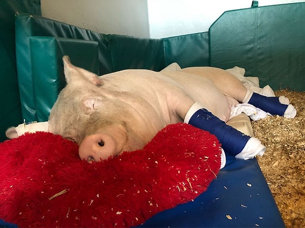 16. В 2018 году Эстер неожиданно заболела и была доставлена в Ветеринарный Колледж Онтарио, где выяснилось, что свинье понадобится томография.