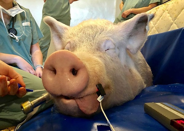 17. И снова Дженкинсу и Уолтерсу пришлось обратиться за помощью к неравнодушным любителям животных в Сети, чтобы собрать средства и привезти в Онтарио необходимое оборудование.