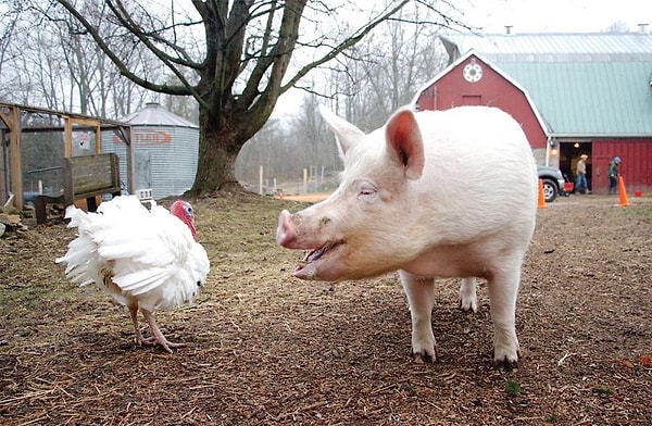 15. Большая семья переехала на ферму в ноябре 2014 года.