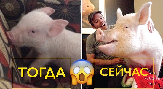 Пара из Канады приютила очаровательного мини-пига, а потом из него выросла огромная свинья (26 фото)