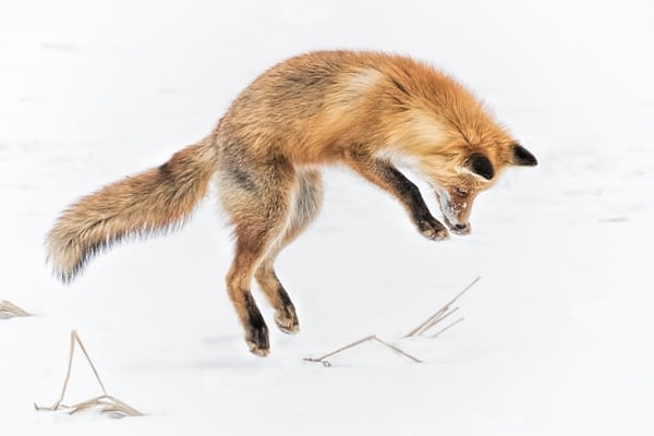 1. Выберите лису: