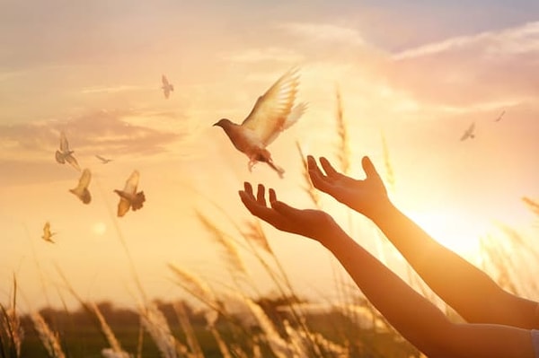 2. Теперь выберите голубя: