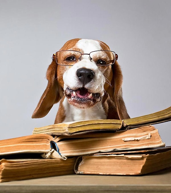 4. Что значит "Собаку съел"?