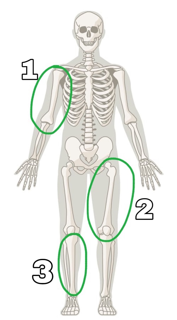 1. Найдите бедренную кость: