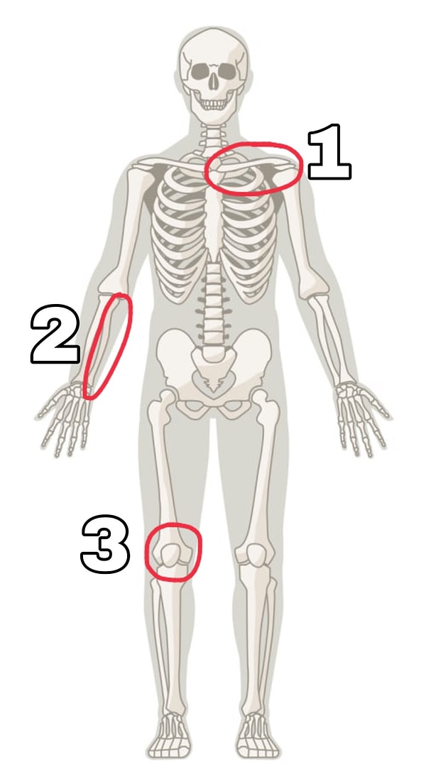 2. Где у нас ключица?