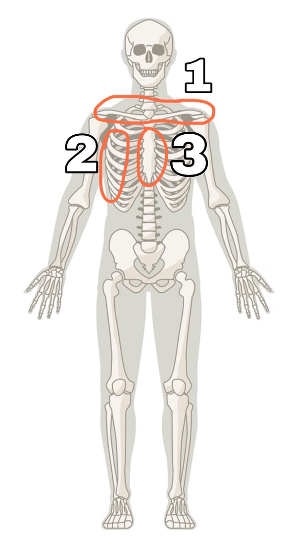 3. Теперь ищем грудину: