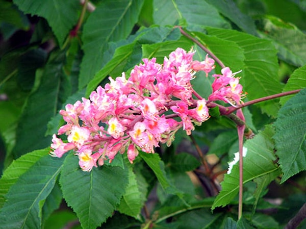 6. Здесь цветет...