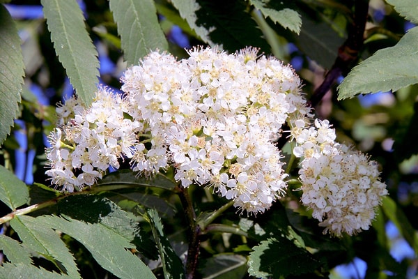 11. Это дерево красиво смотрится не только летом, но и зимой.