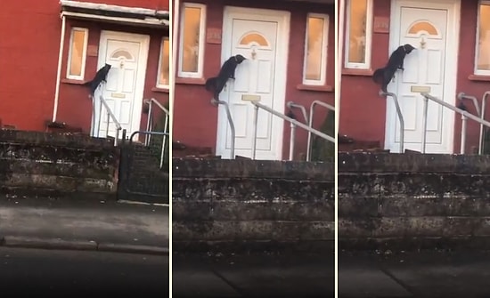 Eve Girebilmek İçin Kapı Tokmağı Çalan Kedi