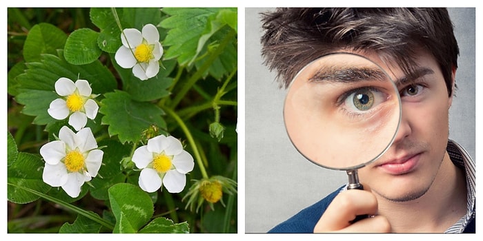 Тест: Если вы любите цветущие весенние растения, то вам точно не составит труда набрать в этом тесте 12/12