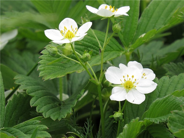 12. И последнее растение - это...