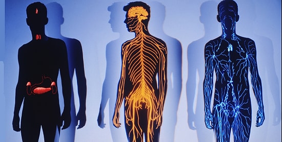 Тест: Вы знаете свое тело как никто другой, если сможете набрать 12/12 в тесте на знание анатомии человека