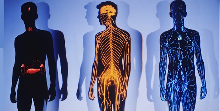 Тест: Вы знаете свое тело как никто другой, если сможете набрать 12/12 в тесте на знание анатомии человека