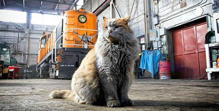 Кошка, которая будто бы вымазалась в грязи, но нет: это ее натуральный окрас :)