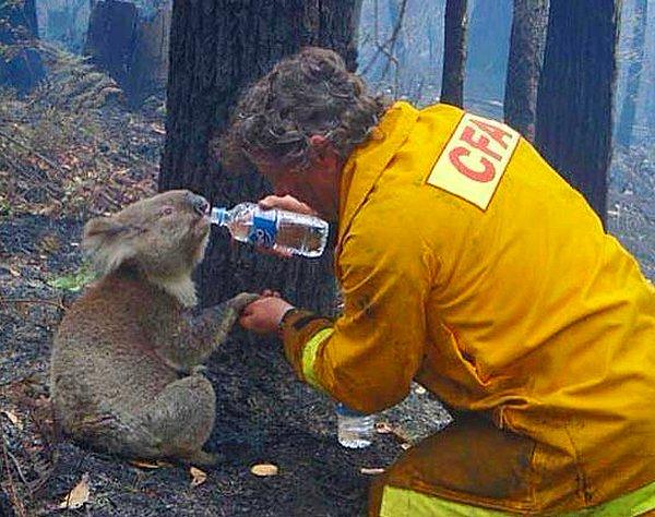 Bonus: Bir itfaiyeci, Avustralya'daki yangından kurtardığı koalaya su verirken...