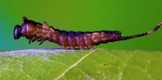 Bir Tırtılın Dönüşümünü Gösteren Muhteşem Görüntüler!
