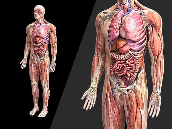 10. İnsan vücudunu bölgelere ayırarak inceleyen anatomi dalı, aşağıdakilerden hangisidir?