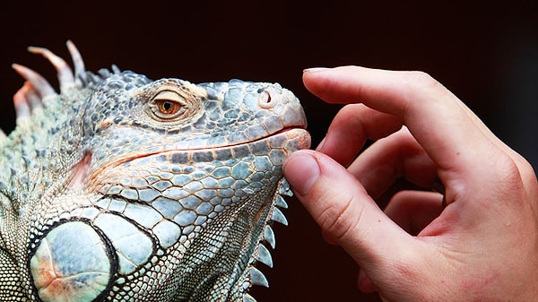 11. Правда ли, что каждый из нас является носителем многочисленных мутаций?