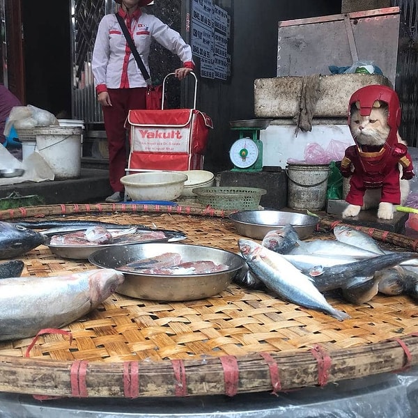 4. Железный человек. Хотя нет, правильнее будет Железный кот