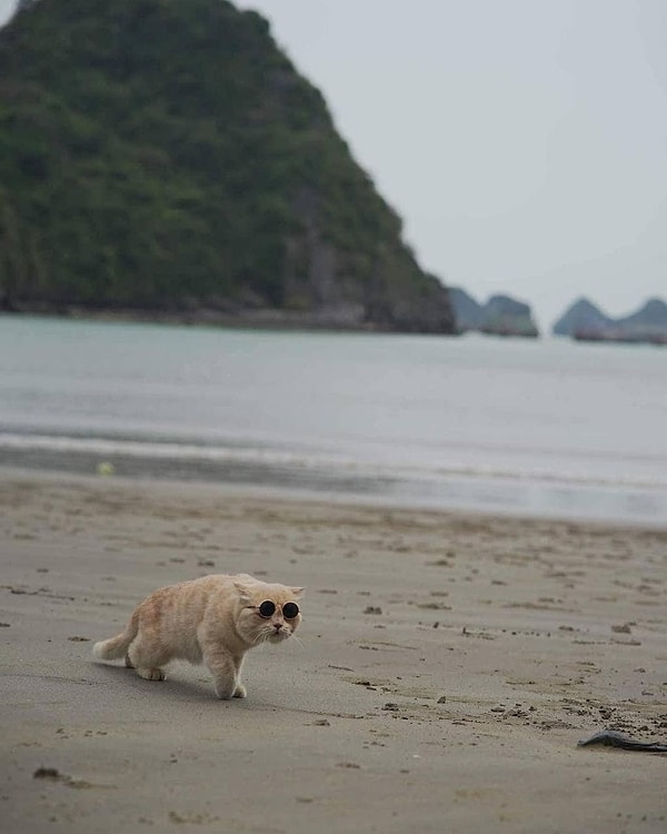 14. В свободное от ролей время Чо - обычный кот. Или не совсем обычный?
