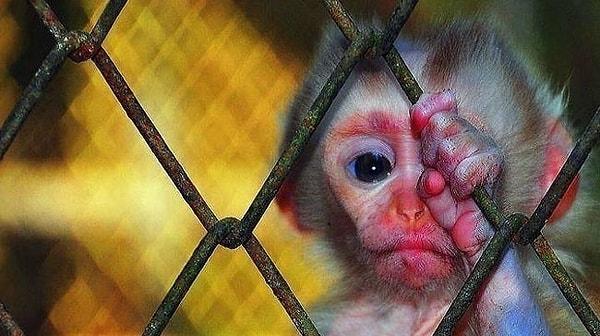 Yine sirklerde ve hayvanat bahçelerinde hayvanlar türlü işkencelere maruz kalıyor, özgürlükleri kısıtlanıyor ve hatta ölüme terk ediliyor...