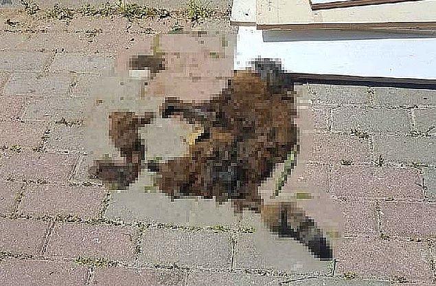 Yine geçtiğimiz günlerde İzmir Karşıyaka'da bir parkta bulunan kedi evi, içinde kedi varken yakılmıştı...