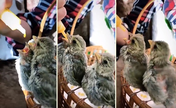 Kedinin Serçeyi Öldürmesinin Ardından Geride Kalan Çaresiz 3 Yavruyu Besleyen Güzel İnsan