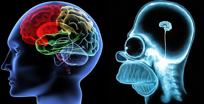 Тест, который определит, какое полушарие мозга вы используете чаще