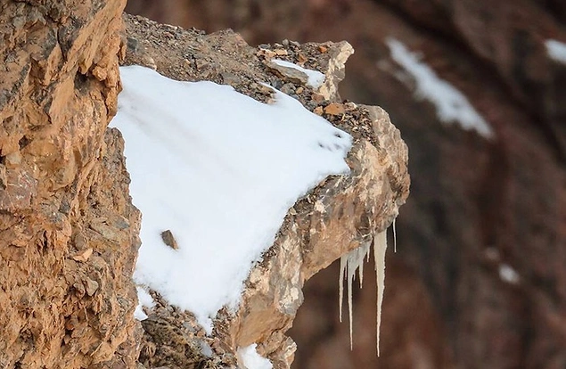 Gozler Yamisti Kafalar Karisik Mukemmel Bicimde Gizlenen Bu Kar Leoparini Gorebilen Azinlikta Misiniz Onedio Com