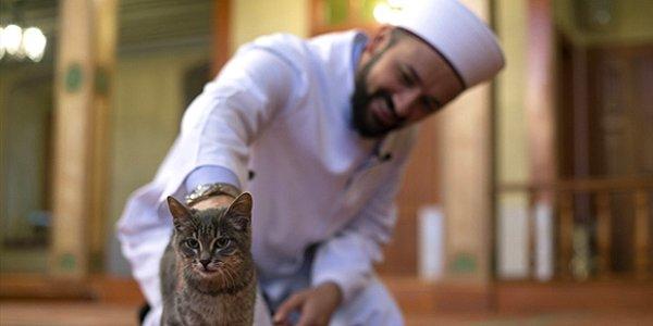 İslam dininde kedinin, özel bir yere sahip olduğu herkesçe bilinir...