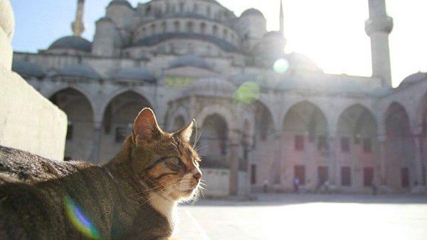 İslamiyet'te kediler özellikle 'temizlik' ile simgelenmiş ve kendilerine saygın bir yer edinmişlerdir...