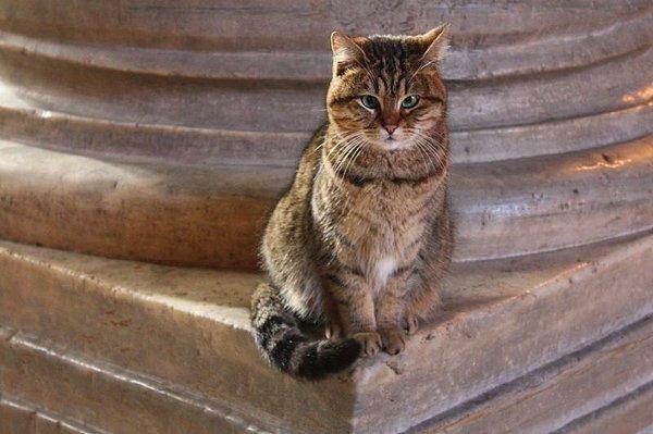 Birçok hadis de rivayet eden Ebû Hüreyre'nin kedi sevgisini, diğer sahabelerde ve İslam alimlerinde de görmek mümkündür...