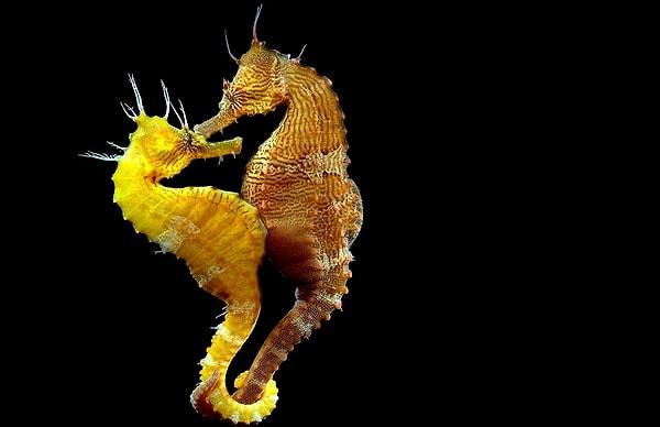 4. У морских коньков потомство дают самки