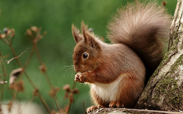11. Среднестатистический человек в течение жизни сажает больше деревьев, чем белка