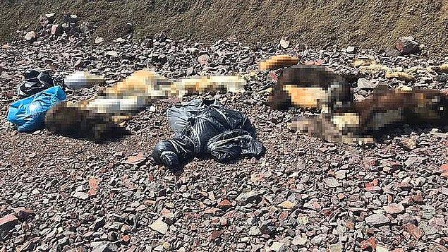 Ankara'nın Çubuk ilçesinde boş arazide çöp torbalarına konuşmuş halde onlarca köpek bulundu.