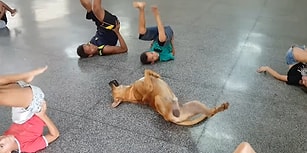 Çocukların Dans Dersinde Yaptıkları Hareketlere Eşlik Eden Köpek