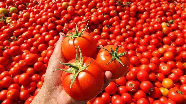 İnsan sağlığına zararlı madde içerdikleri tespit edilen domateslerin Türkiye'ye geri gönderildiği belirtildi.