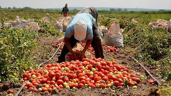 Bu Ukrayna'dan kısa sürede gelen ikinci domates iadesi oldu. Geçtiğimiz ay da 5 ton domatesi aynı gerekçeyle Türkiye’ye iade etmişti.