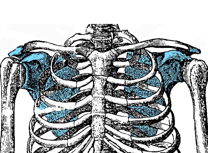 İnsan İskeletindeki Bu Kemiklerin Adını Bilebilecek misin?