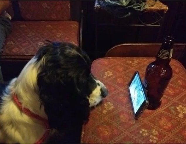 26. "Köpeğimin barda canı sıkıldı ve ona sincap videoları açtık."