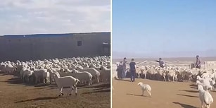 700 Kuzunun Anneleriyle Buluştukları Muhteşem Anlar