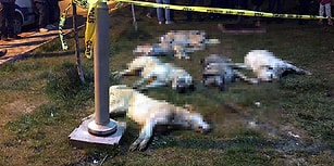 Ankara'da 16 Köpeği Zehirleyerek Öldürmüşlerdi: Mala Zarar Vermekten 5 Yıl 4 Aya Kadar Hapis İstemi