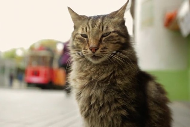 #3 Kedi (2016)